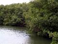 25 - Mangrove 073